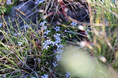 Lobelia pedunculata