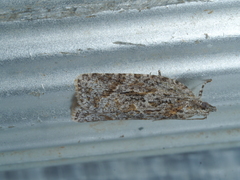 Acropolitis canana