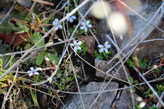 Lobelia pedunculata