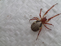 Phonognatha graeffei