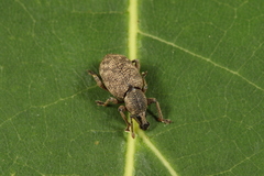 Otiorhynchus singularis