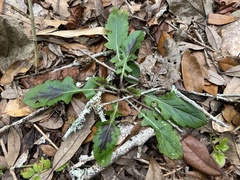 Salvia lyrata