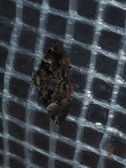 Aporoctena scierodes