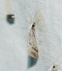 Asmicridea edwardsii