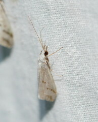 Asmicridea edwardsii