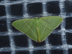 Urolitha bipunctifera