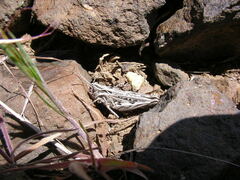 Psoloessa delicatula