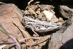 Psoloessa delicatula