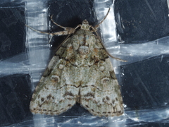 Calathusa basicunea