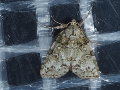 Calathusa basicunea