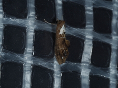 Arrade leucocosmalis