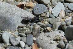 Tachysphex nigerrimus