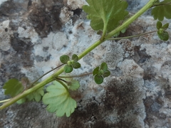 Veronica cymbalaria