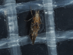 Trachydora chrysodoxa