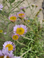 Erigeron blochmaniae