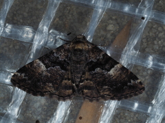 Aporoctena scierodes