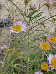 Erigeron blochmaniae