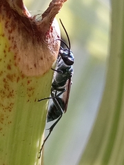 Chalybion bengalense