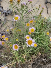 Erigeron blochmaniae
