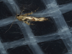 Stathmopoda melanochra