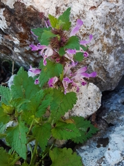 Lamium garganicum