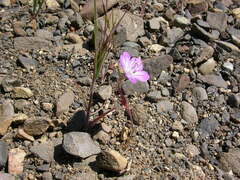 Phacelia linearis
