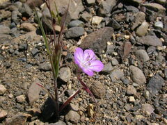Phacelia linearis