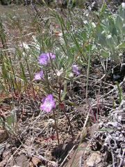 Phacelia linearis