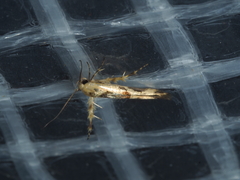 Stathmopoda melanochra