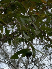 Ximenia americana