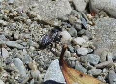 Tachysphex nigerrimus