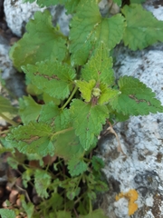 Lamium garganicum