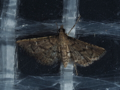 Metasia capnochroa
