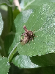 Anchon rectangulatum