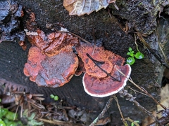 Rhodofomes cajanderi