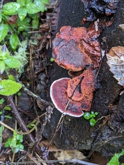 Rhodofomes cajanderi