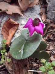 Cyclamen alpinum