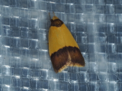 Heteroteucha dichroella