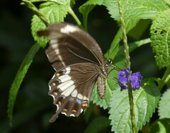 Papilio fuscus