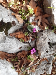 Cyclamen alpinum