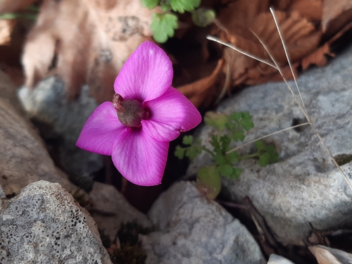 Image of Cyclamen alpinum by (c) tylototriton, some rights reserved (CC BY)
