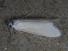 Scirpophaga