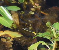 Ischnura pruinescens