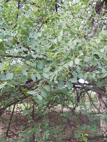 Sclerocarya birrea image