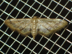 Idaea violacea