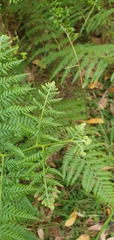 Calochlaena dubia