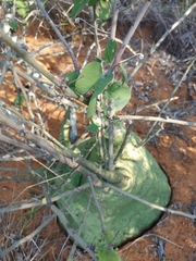 Adenia spinosa