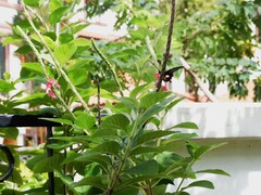 Papilio polytes romulus