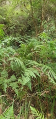 Calochlaena dubia