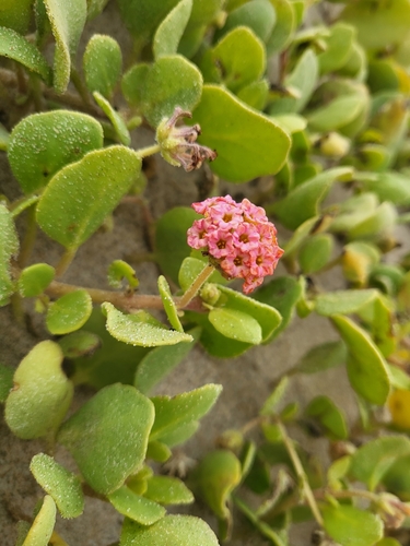 Red × Yellow Sand Verbena Hybrid (Abronia maritima)